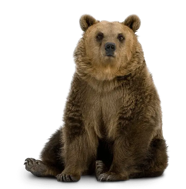 Bear Hp