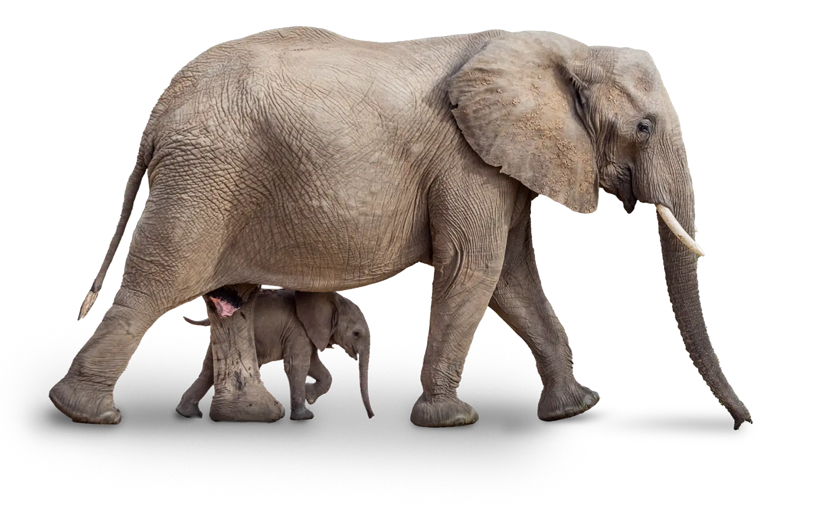 Elephant Divider