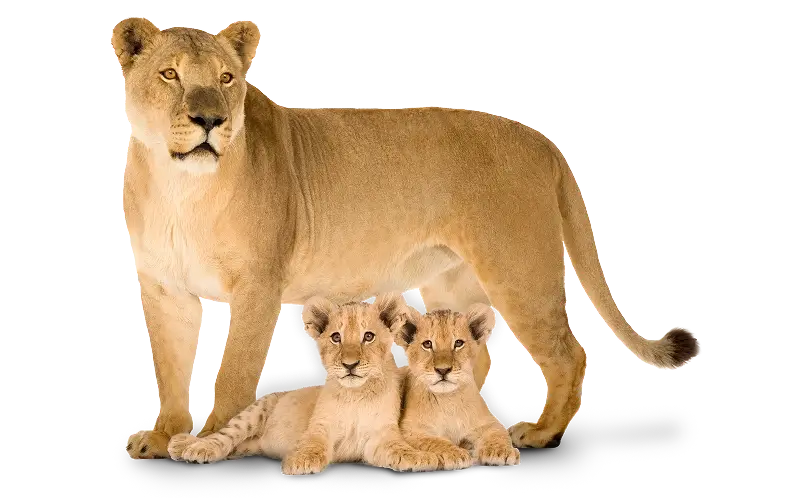 Lion Divider